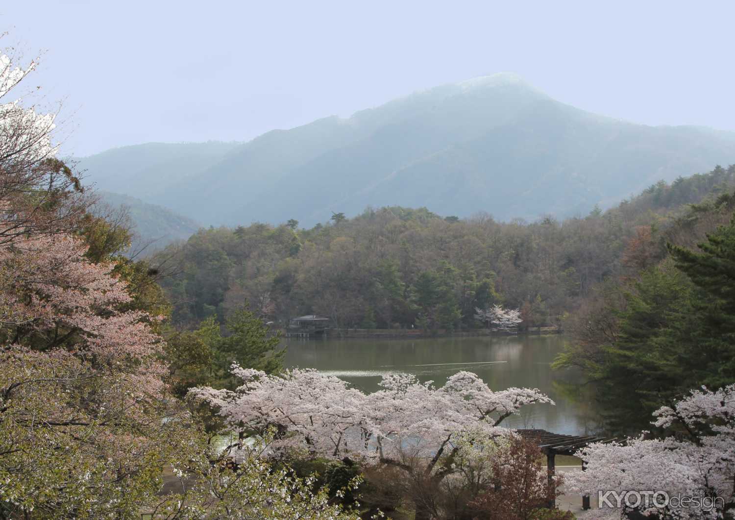 宝が池の桜