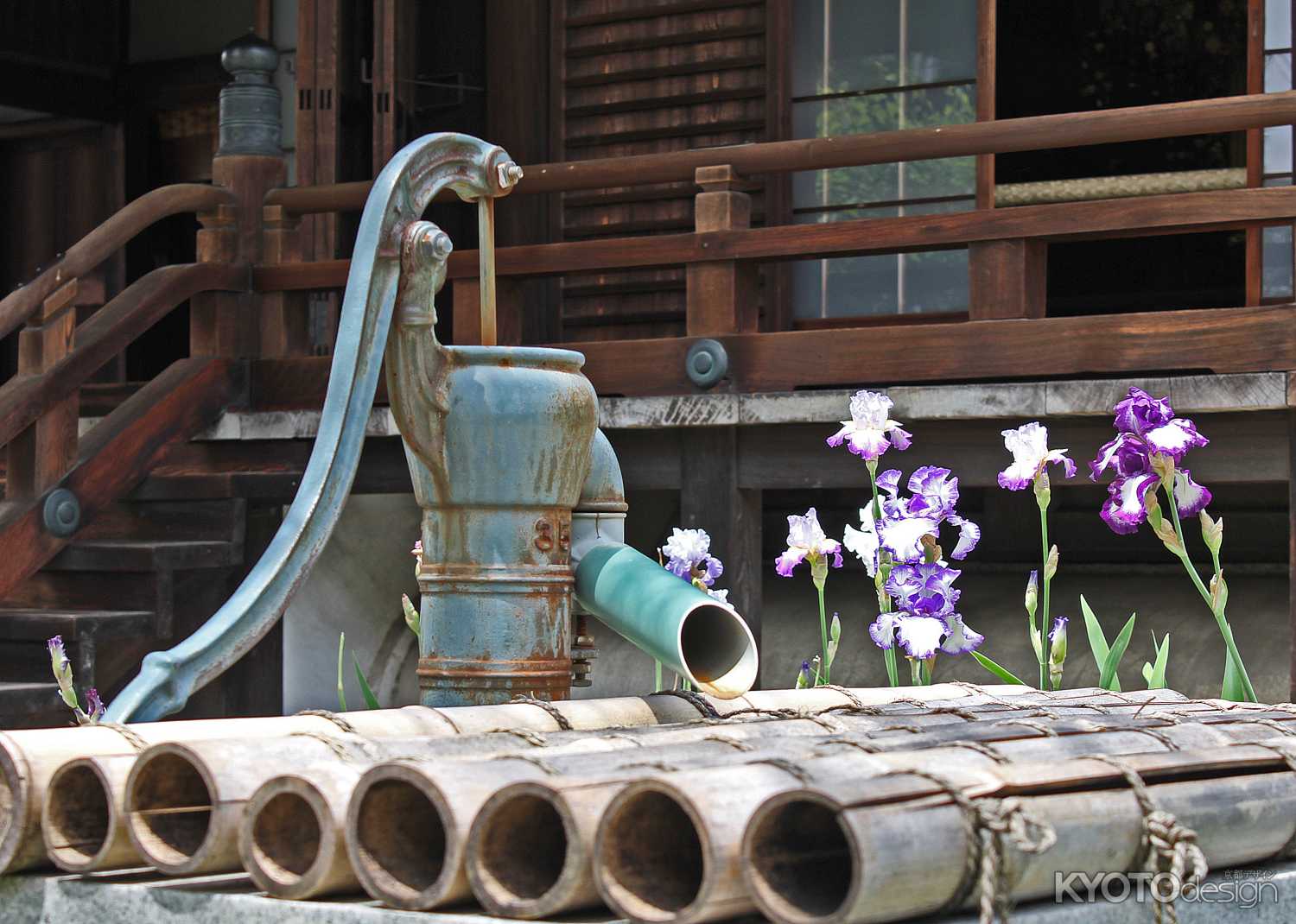 井戸端に咲く菖蒲