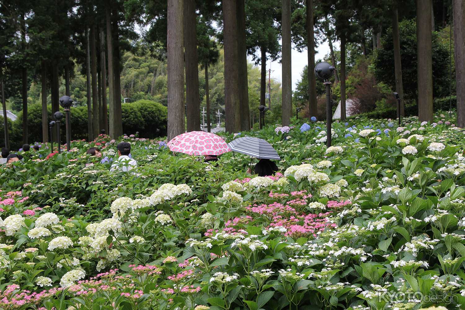 三室戸寺の紫陽花