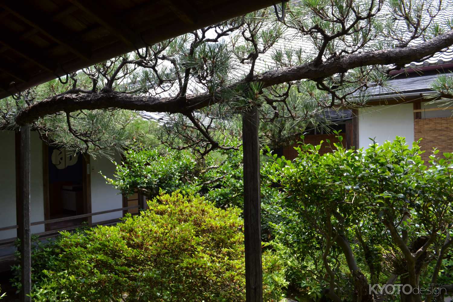 東林院　飛龍の宿り木その２