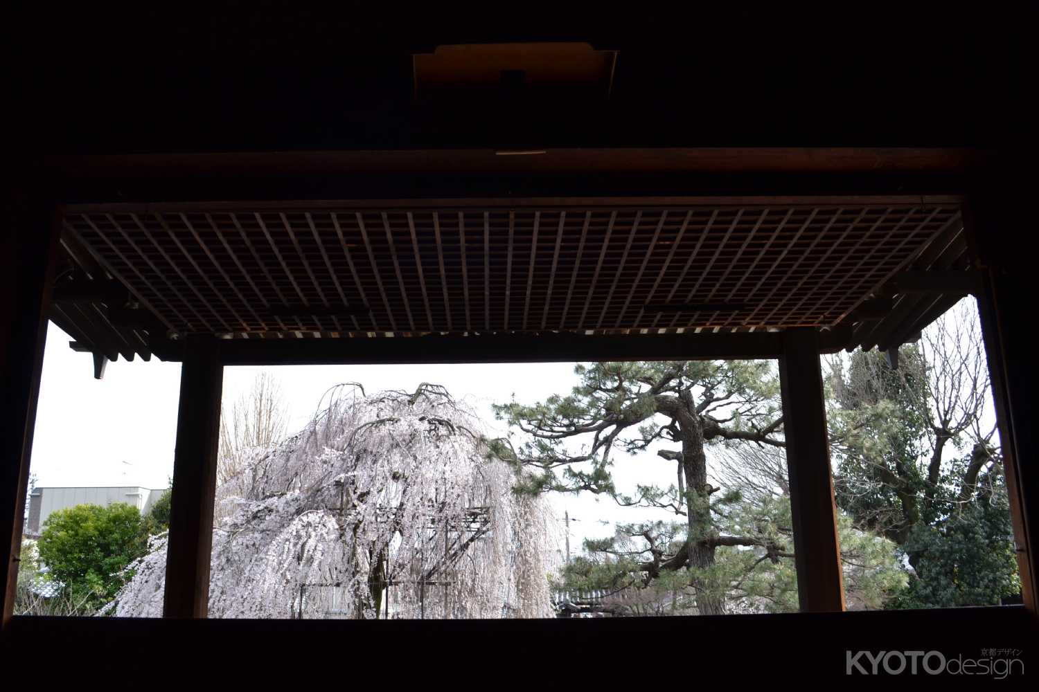 千本釈迦堂　本堂より枝垂桜と松を望む