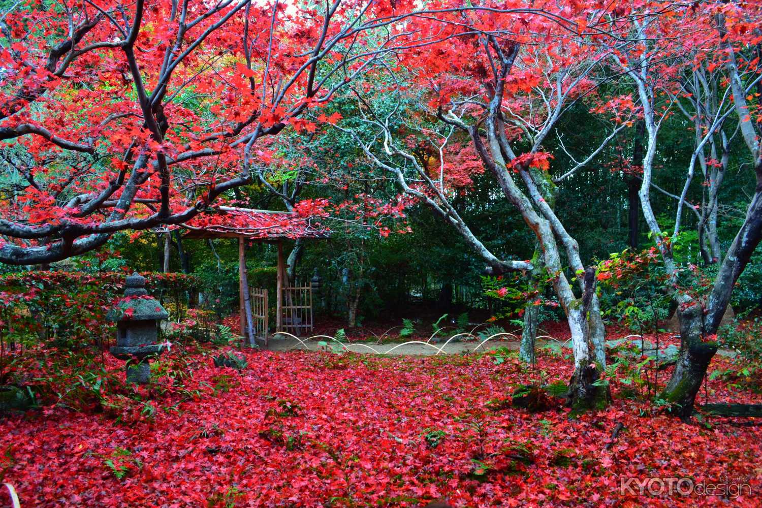 敷き紅葉　厭離庵