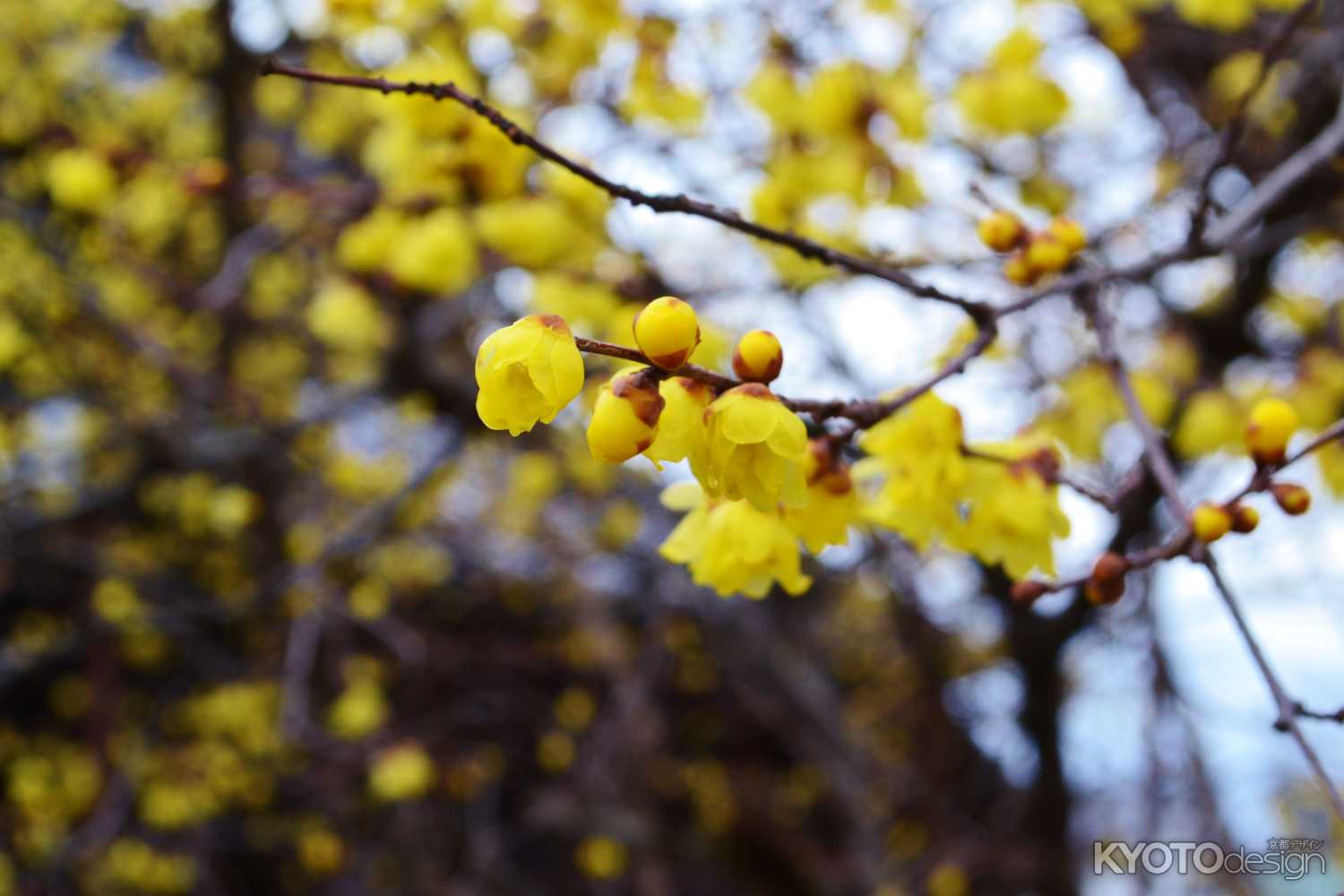 大蓮寺の蝋梅　その１