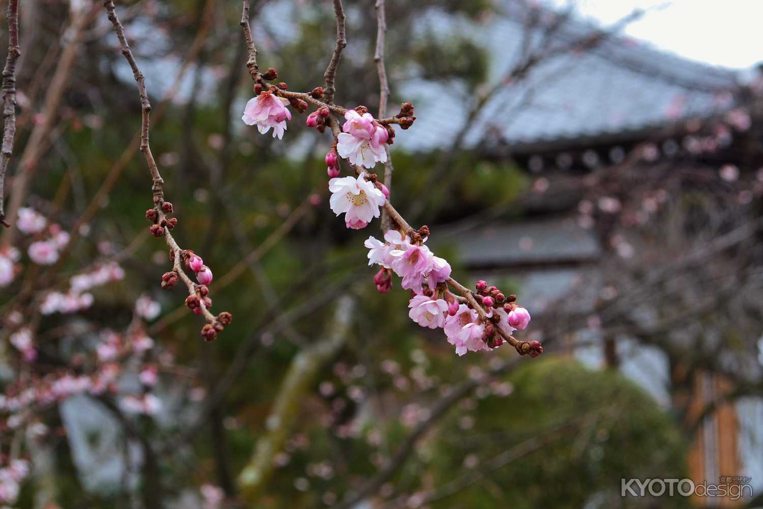 妙蓮寺の御会式桜　その２