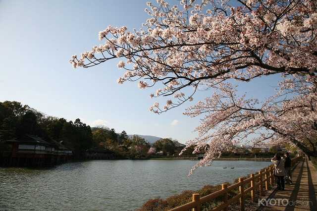長岡天満宮の桜