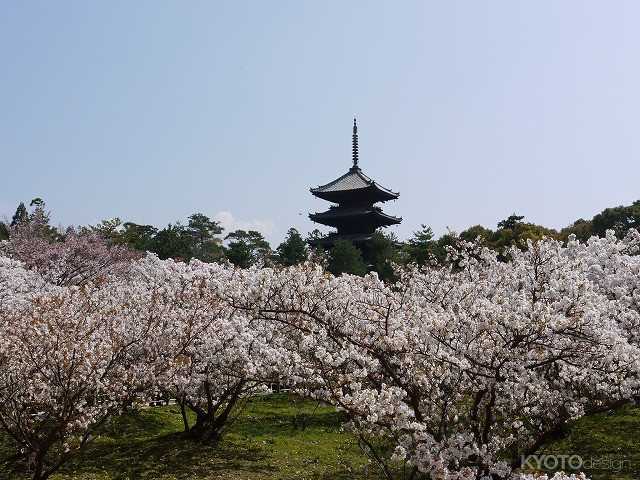 御室桜　仁和寺