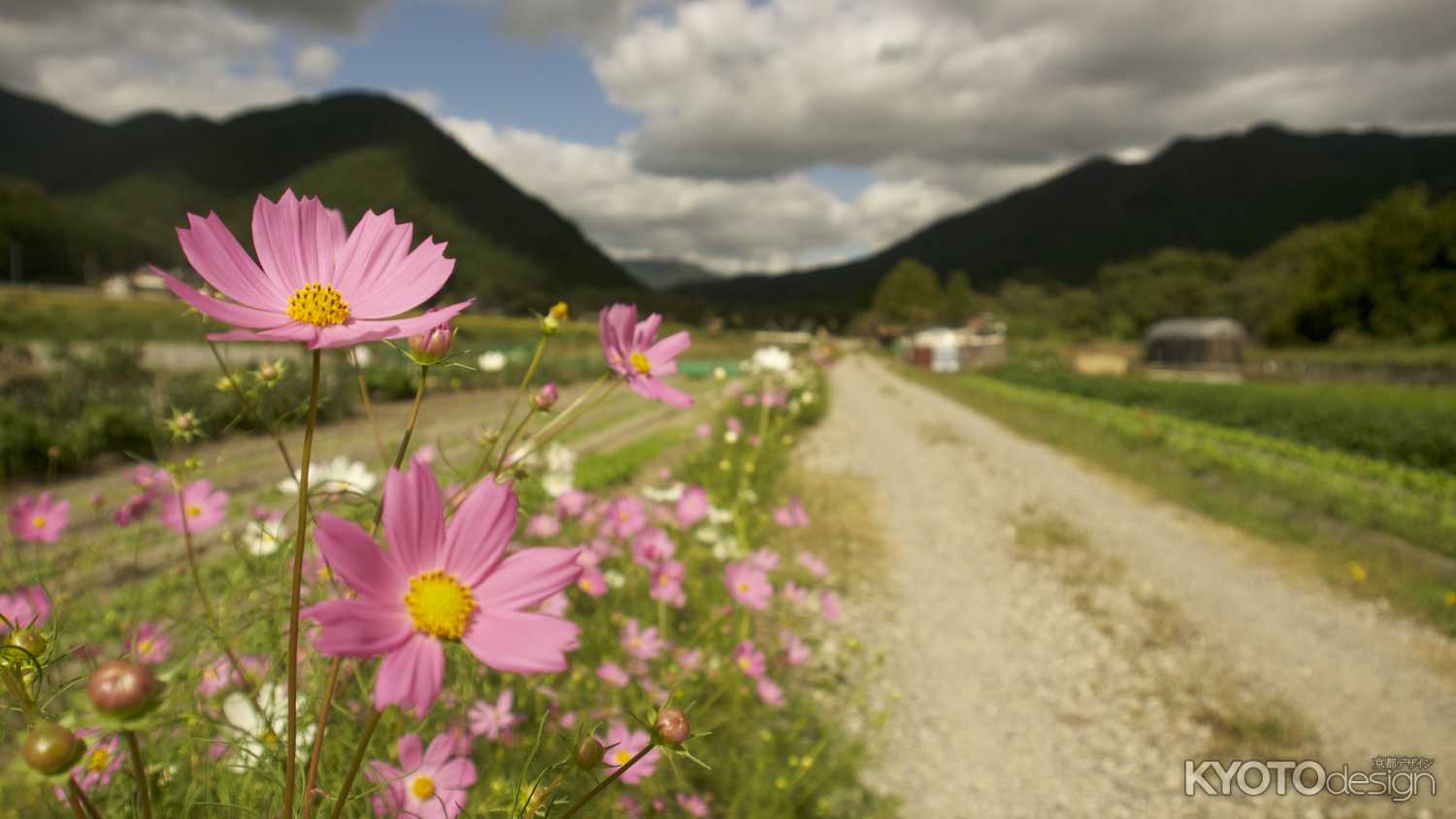 大原のコスモス