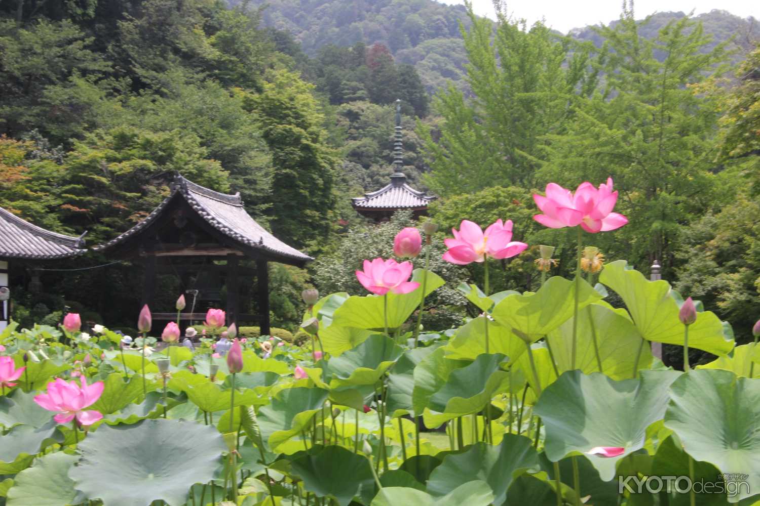 三室戸寺のハス