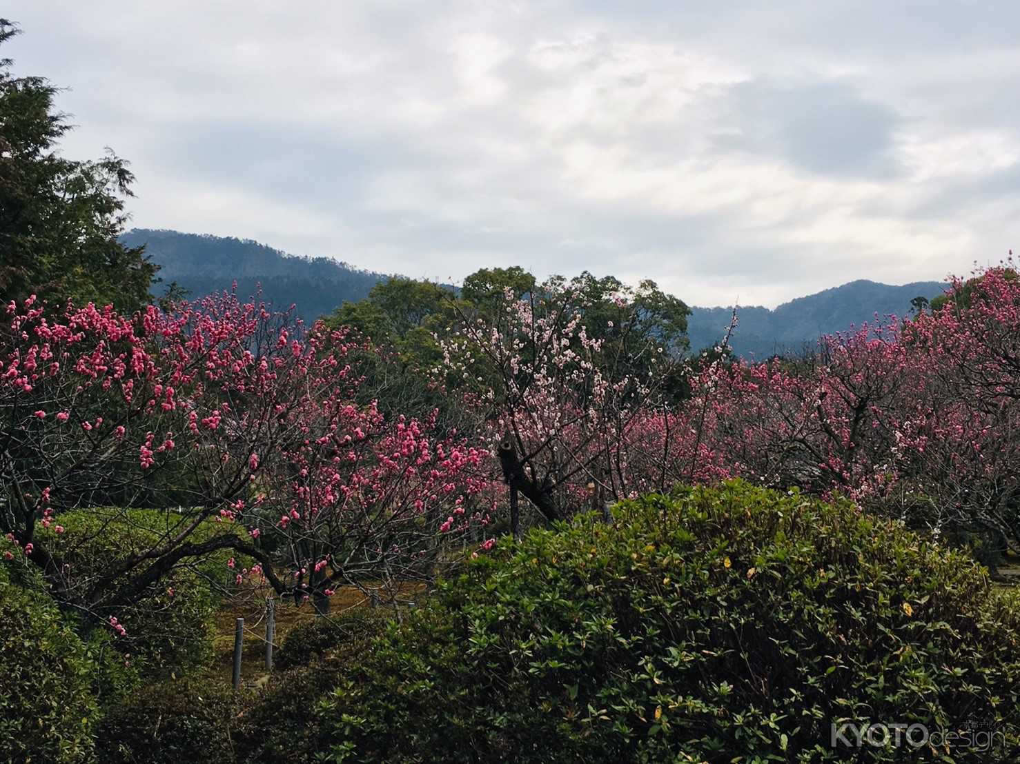 随心院　梅から山を眺める