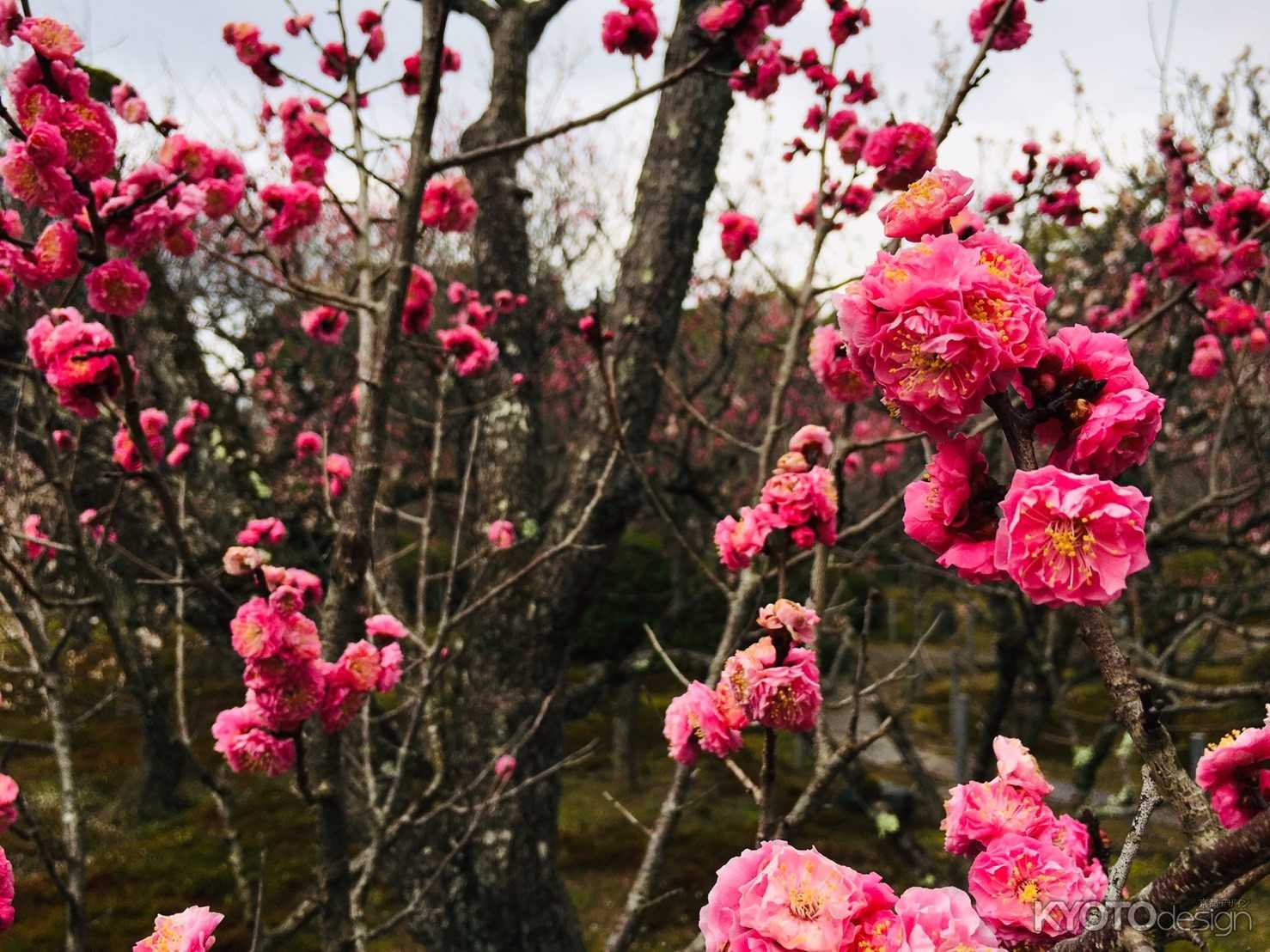 随心院　咲き切る前に
