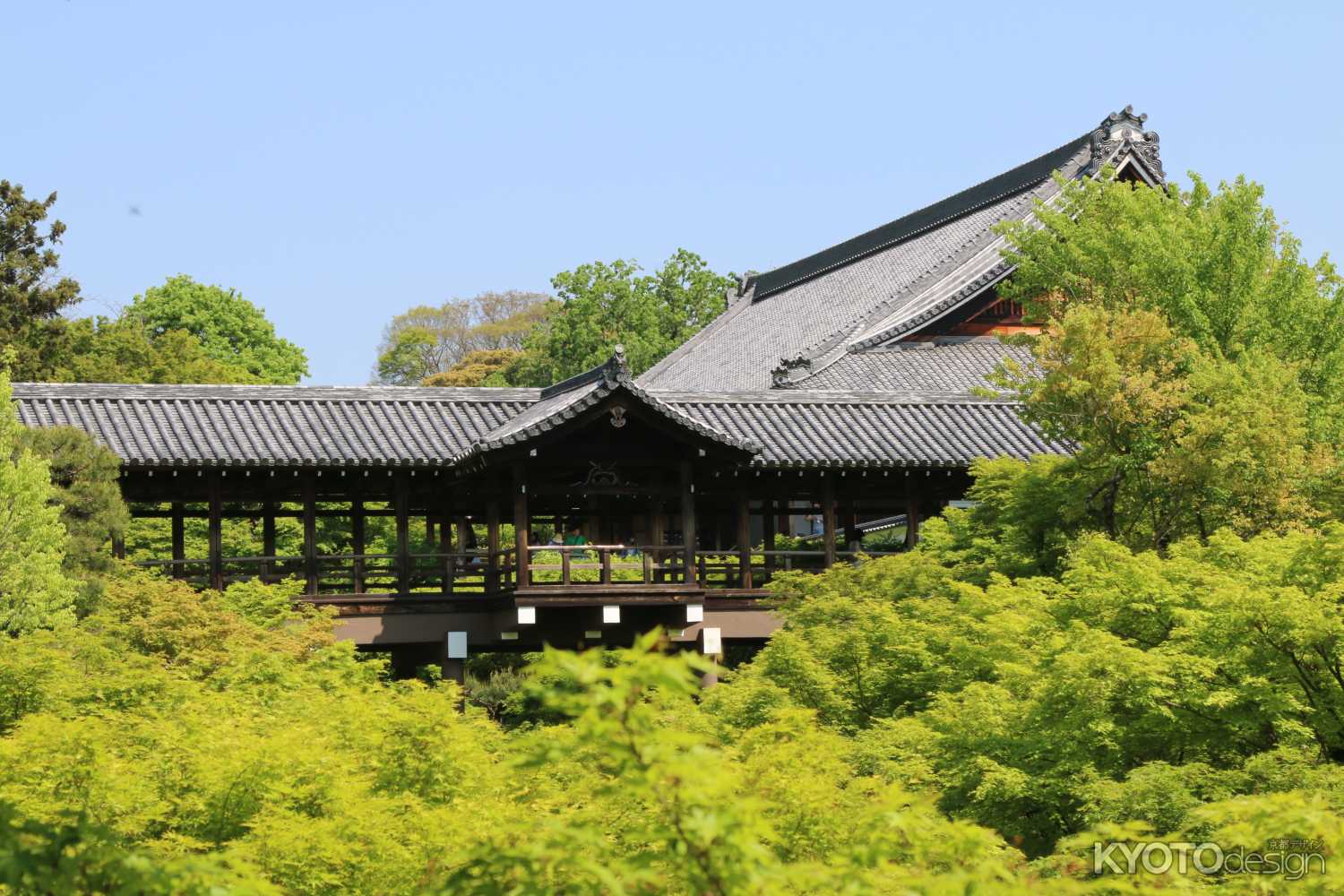 新緑の東福寺　③