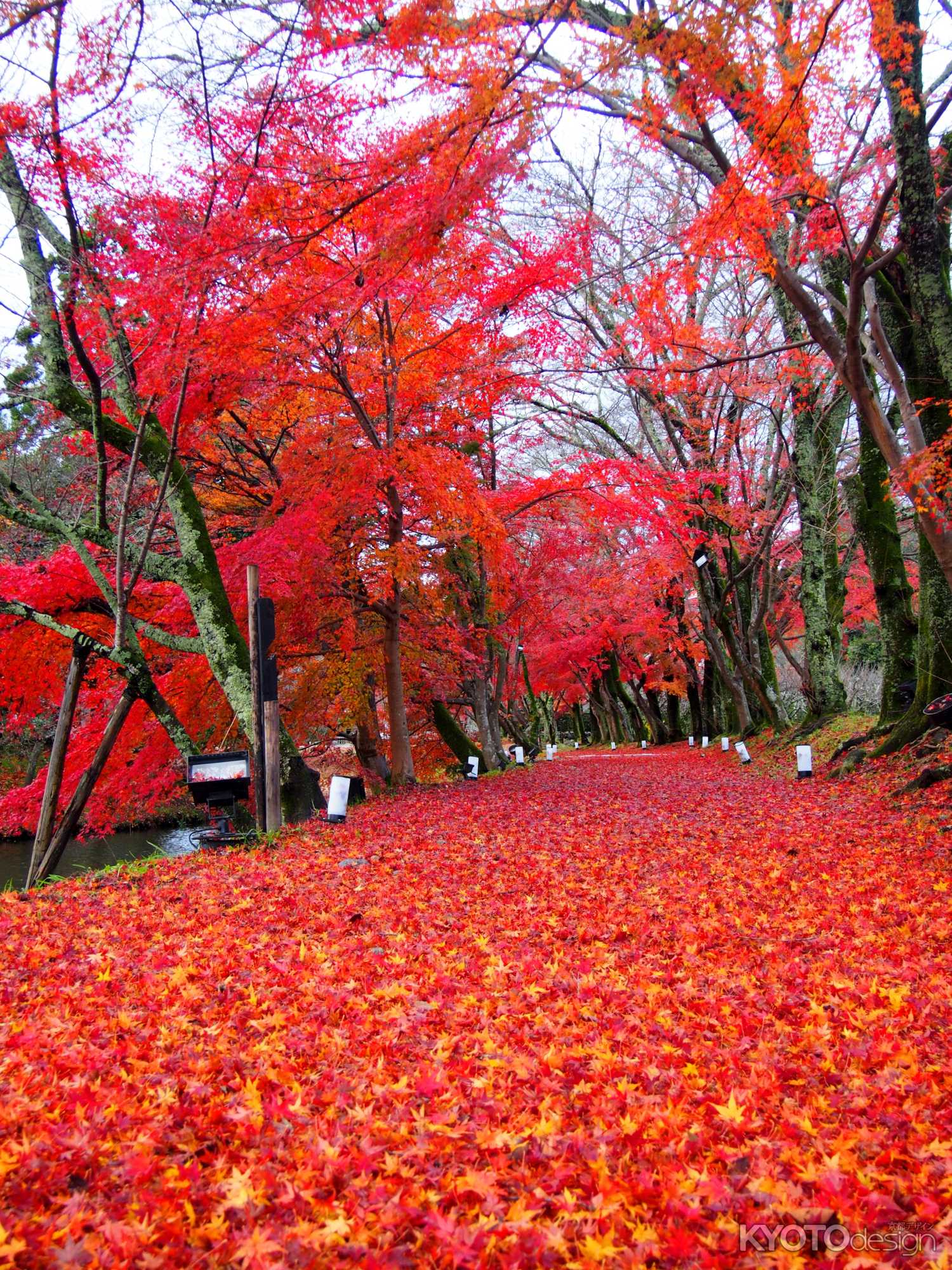 雨上がりの紅葉ロード