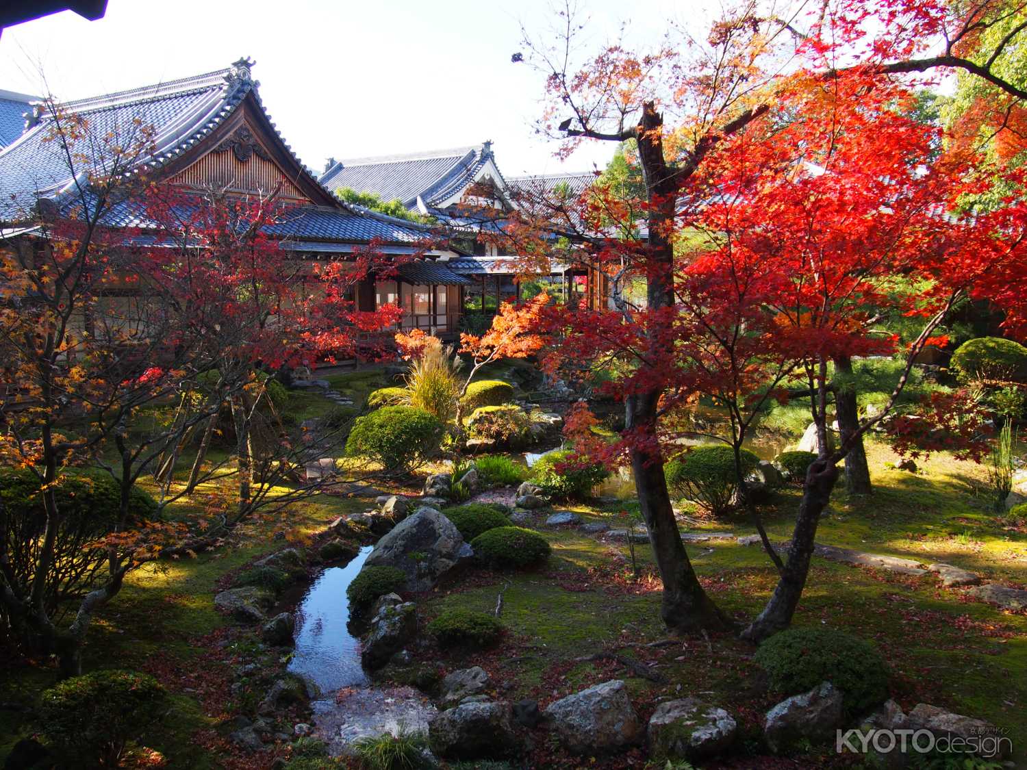 大覚寺の紅葉１