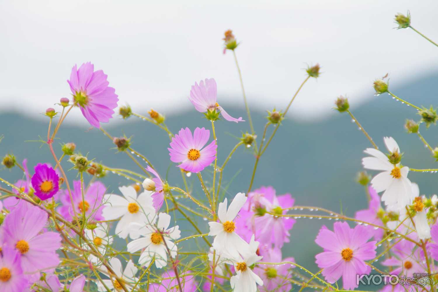 水滴のコスモス