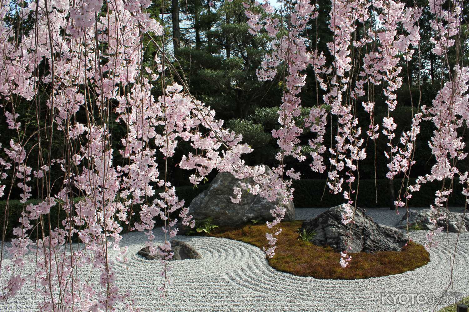 退蔵院の枝垂れ