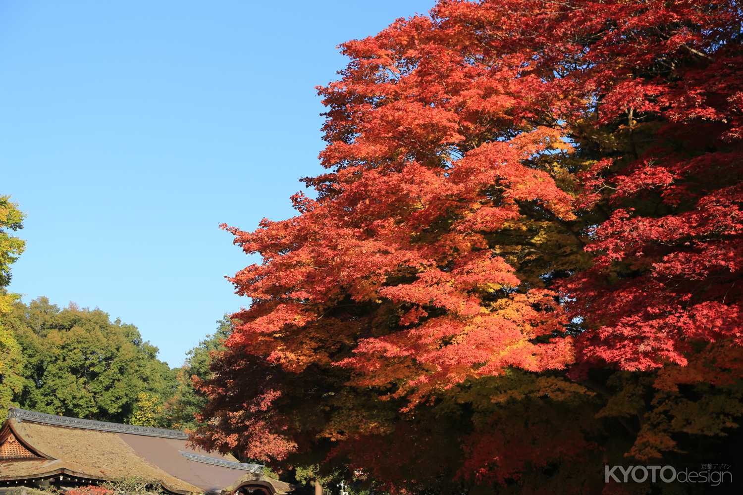 上賀茂神社境内の紅葉