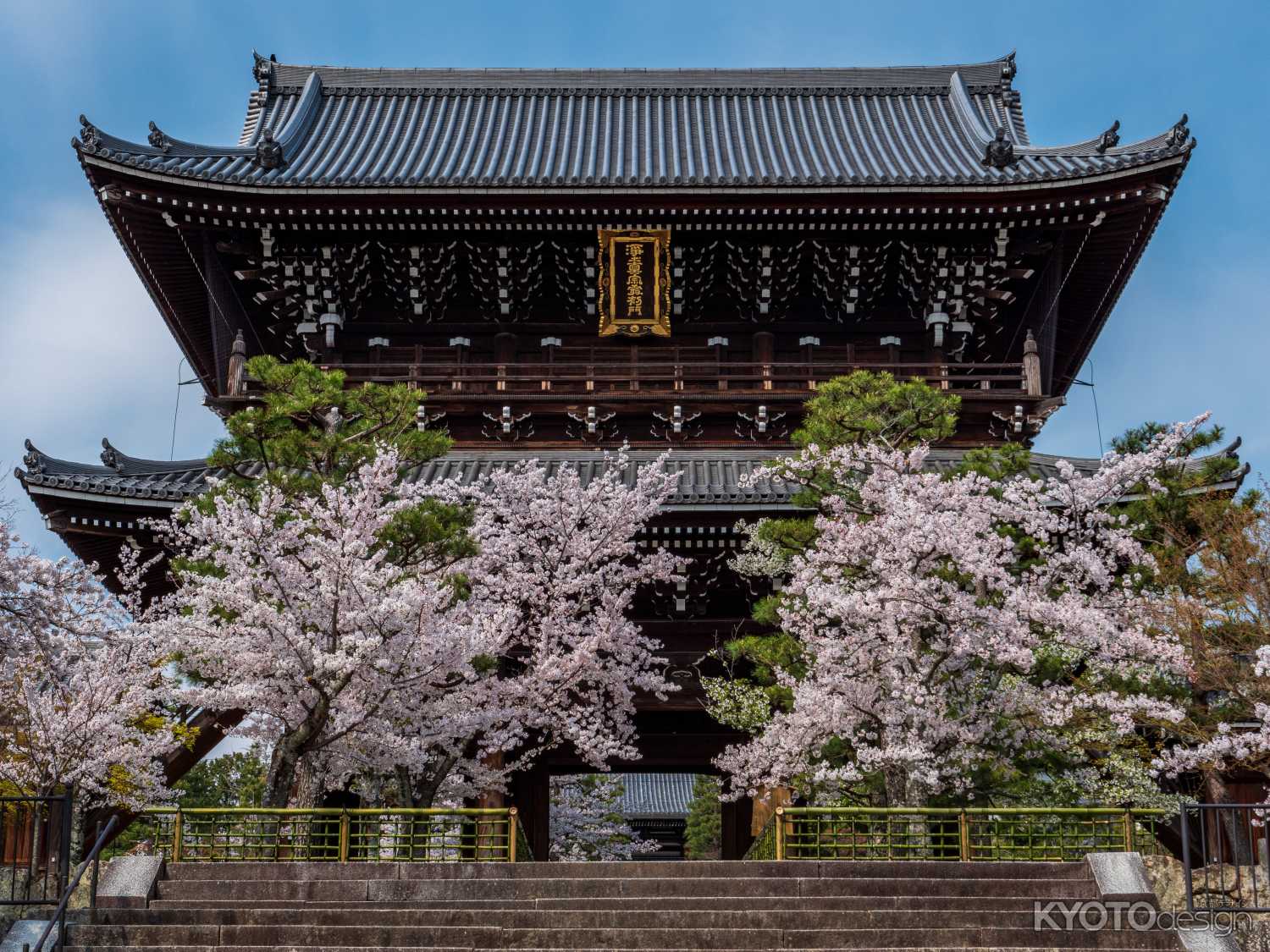 桜満開の金戒光明寺　