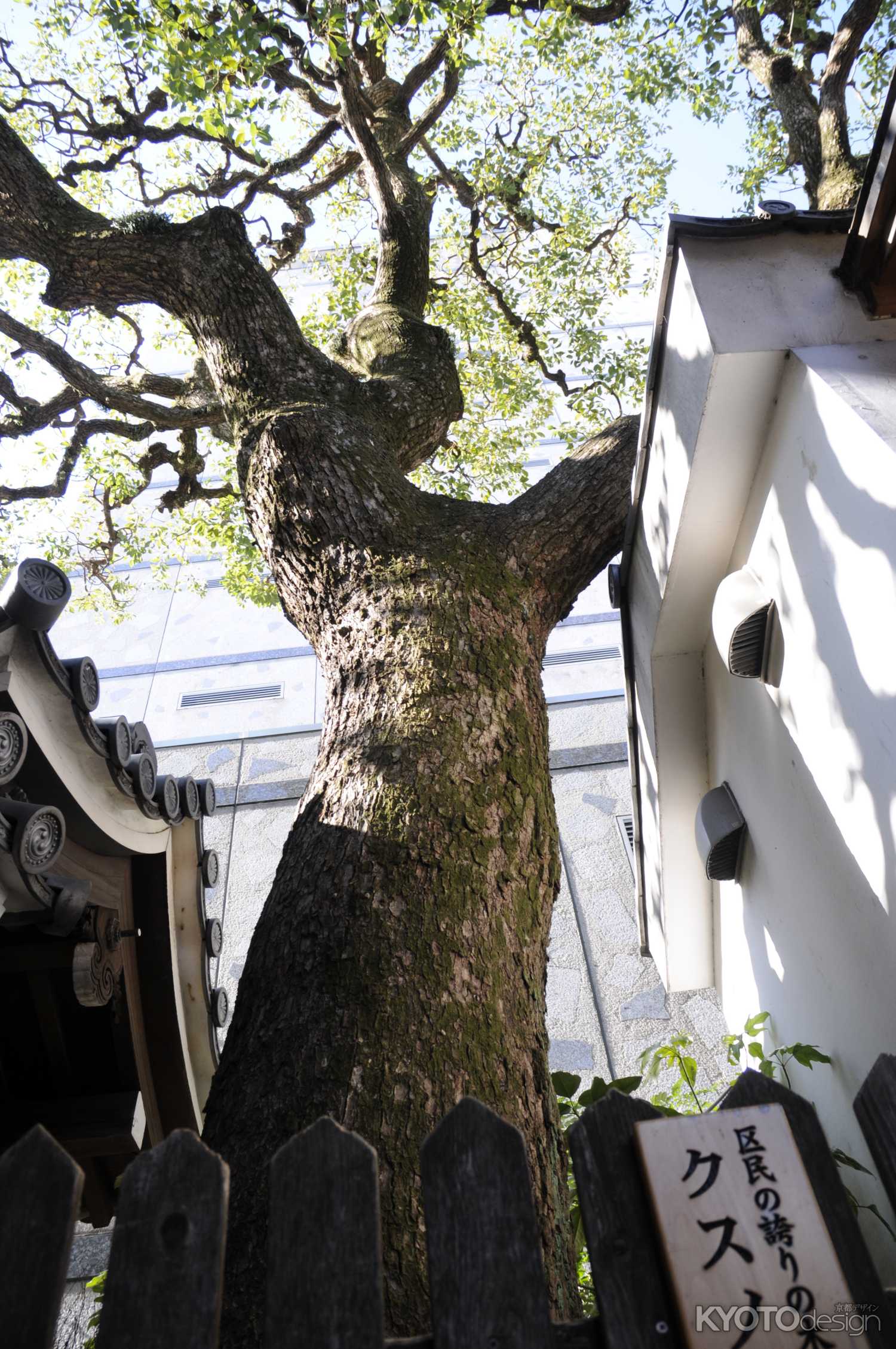 六角堂　クスノキ