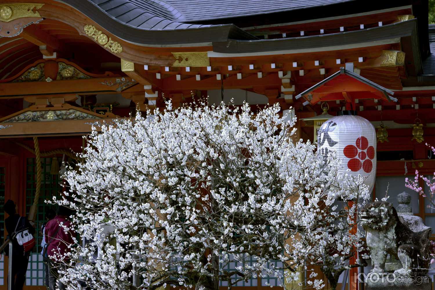 長岡天満宮　梅３