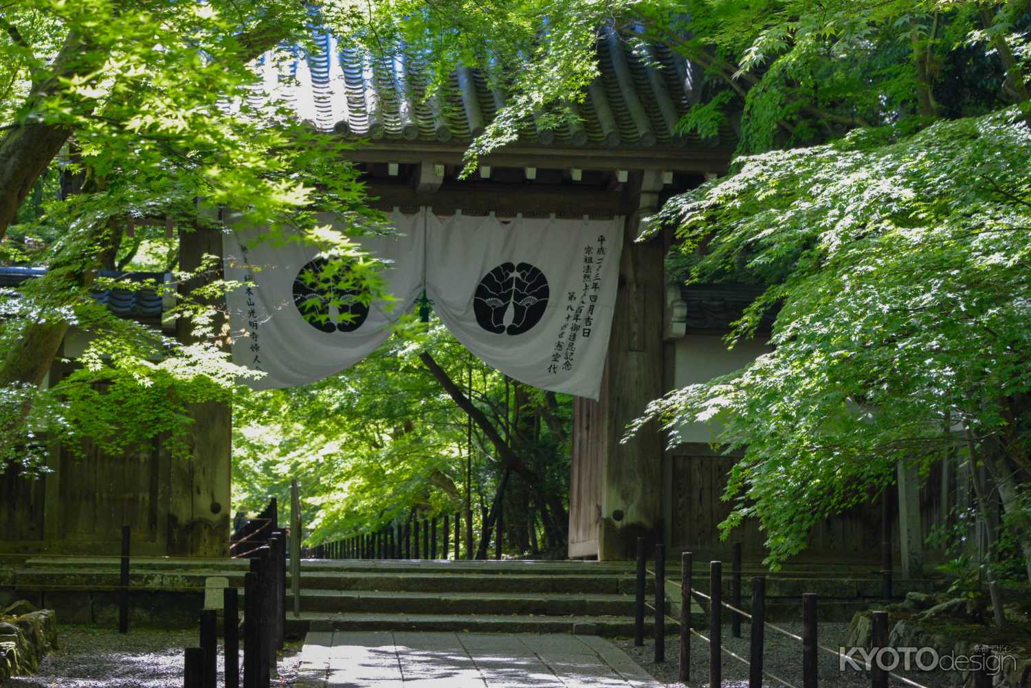 光明寺青もみじ8