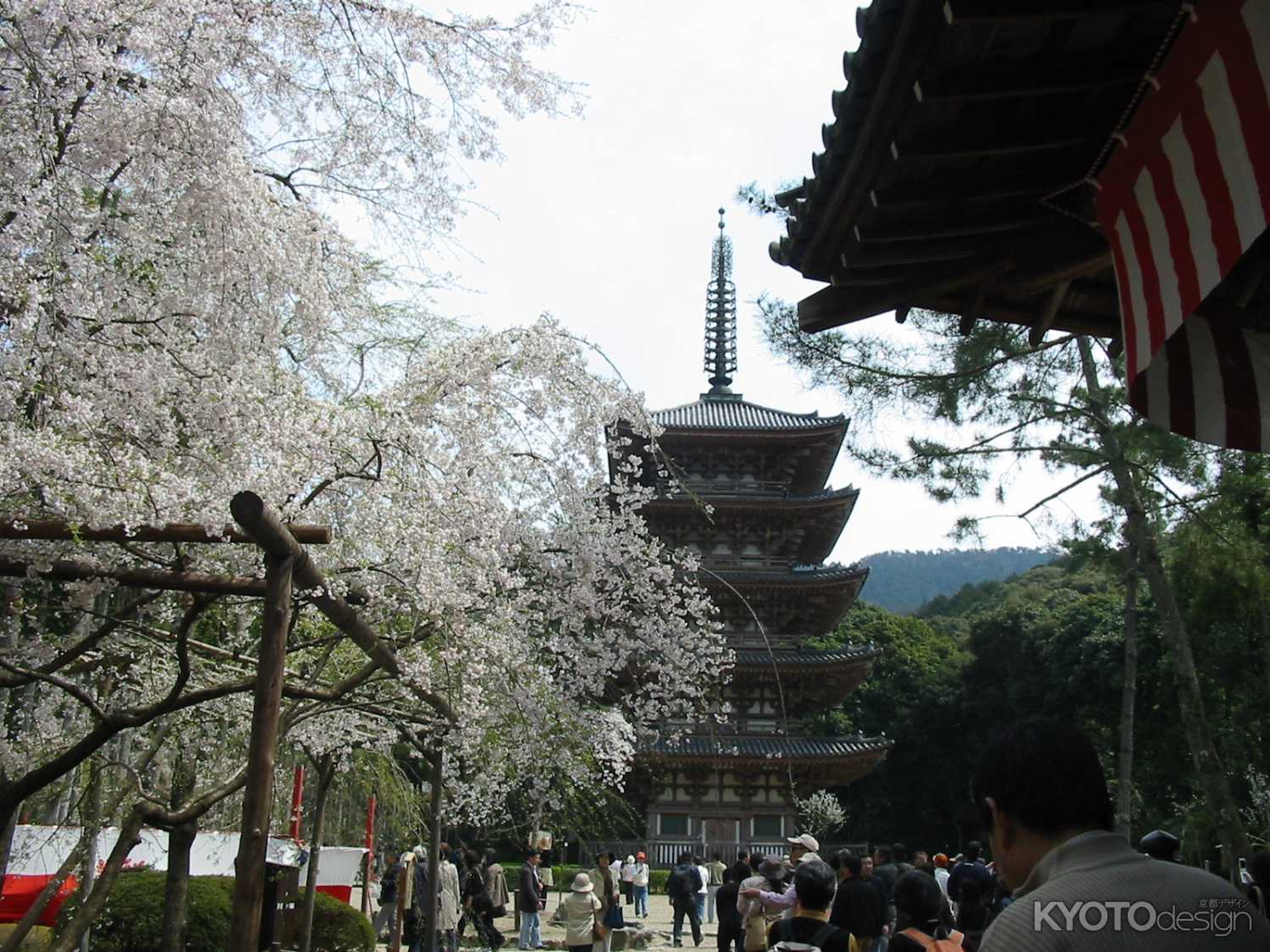 しだれ桜と醍醐寺五重塔