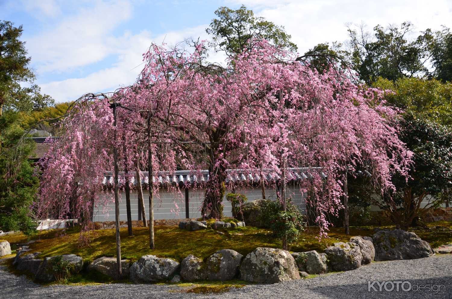 禅寺の桜枝垂れ