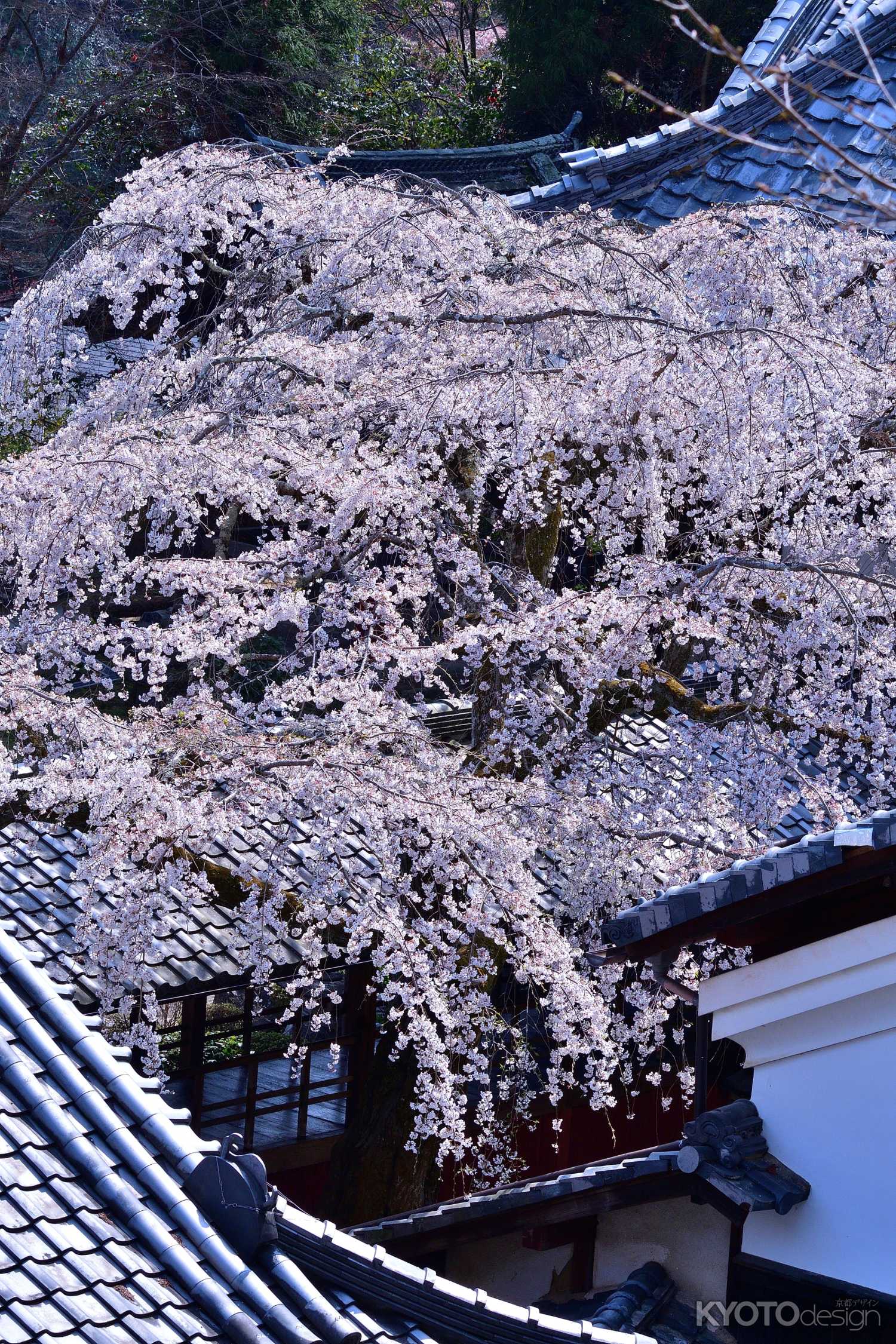 大原野、春を詠む