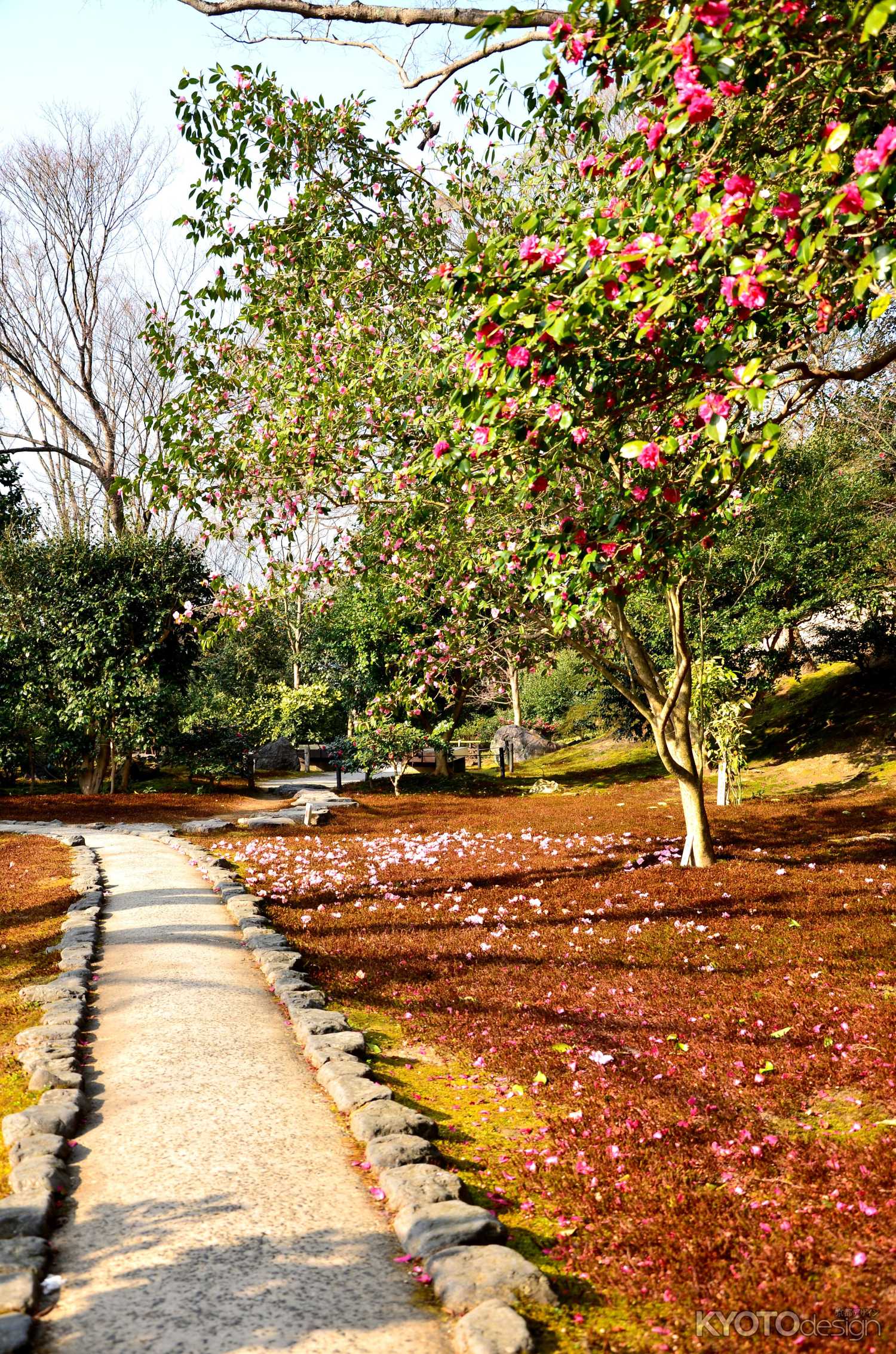 谷の御所、椿のころ