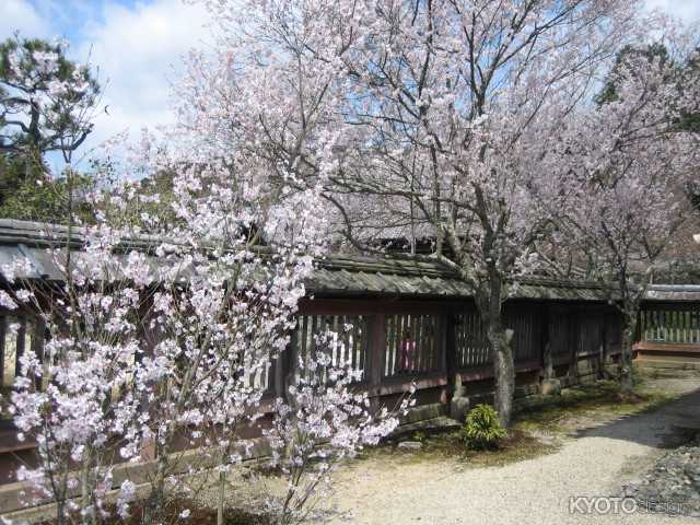 毘沙門堂の桜