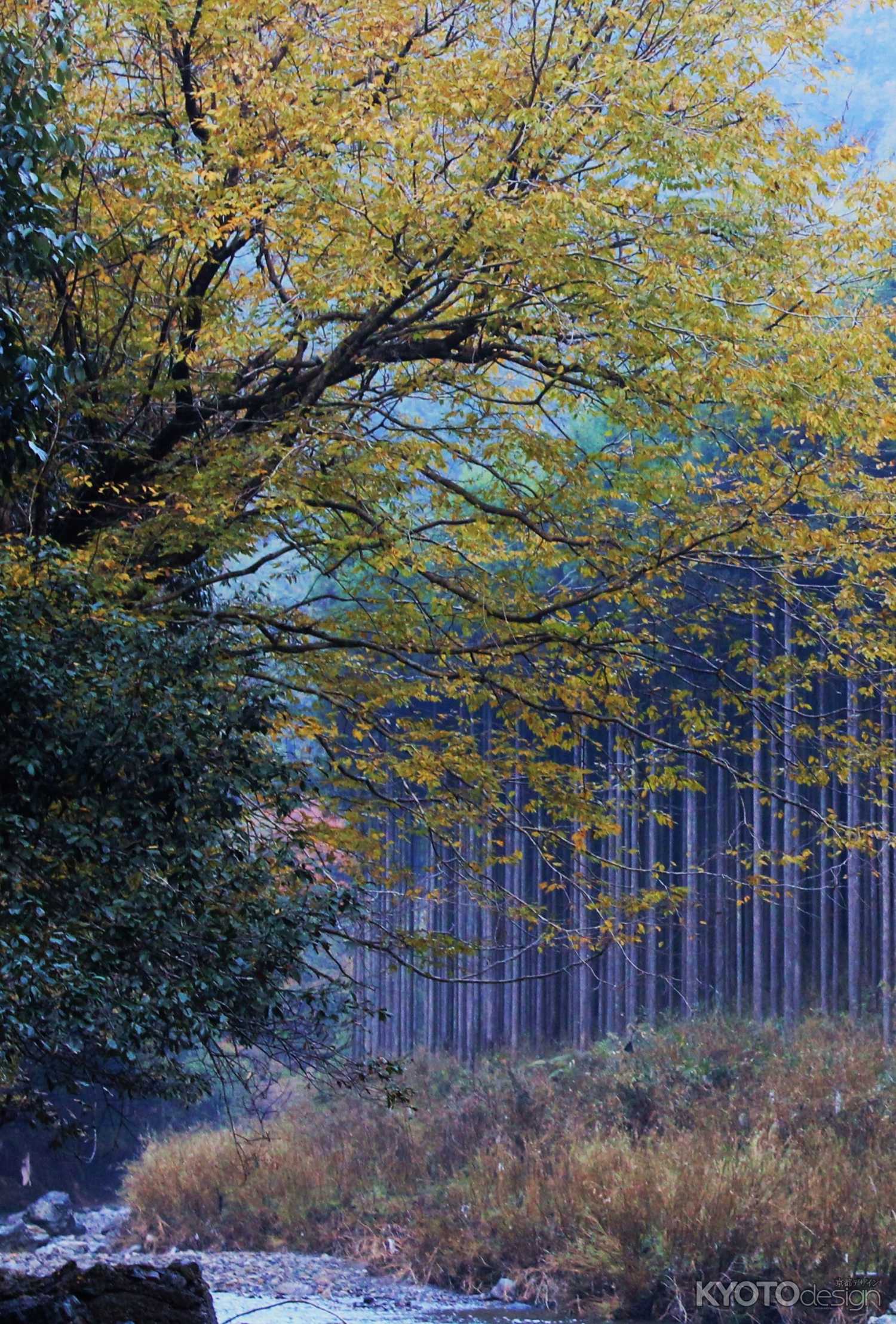 杉林Ⅱ＠清滝川
