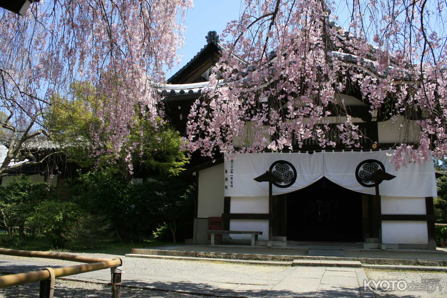 養源院の枝垂れ桜