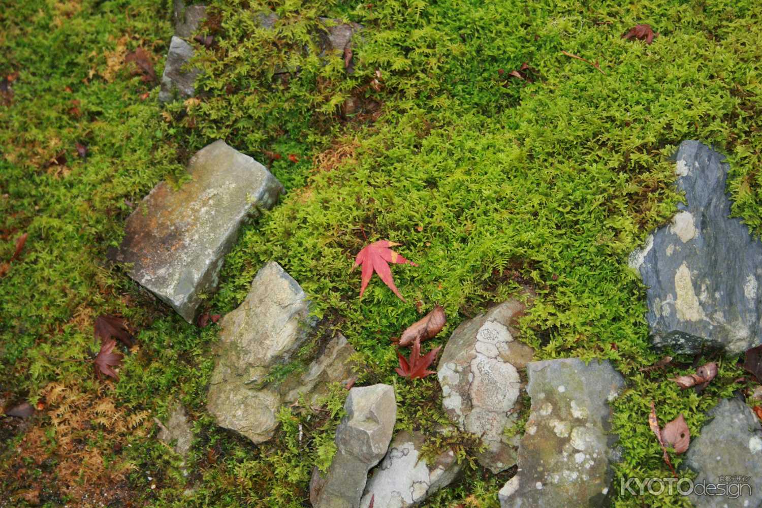 落ちてきた紅葉