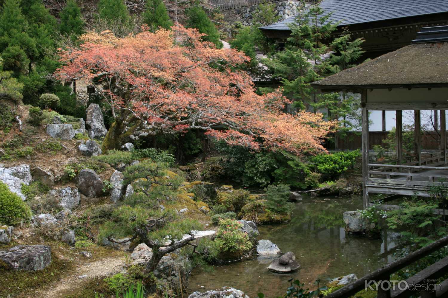 常照皇寺　秋の庭園