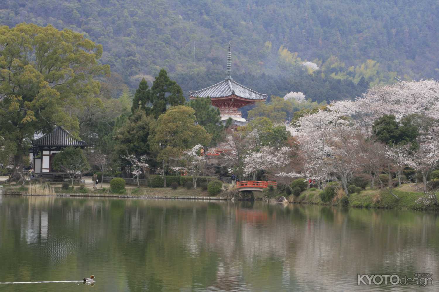 大覚寺の大沢池　心経宝塔と桜