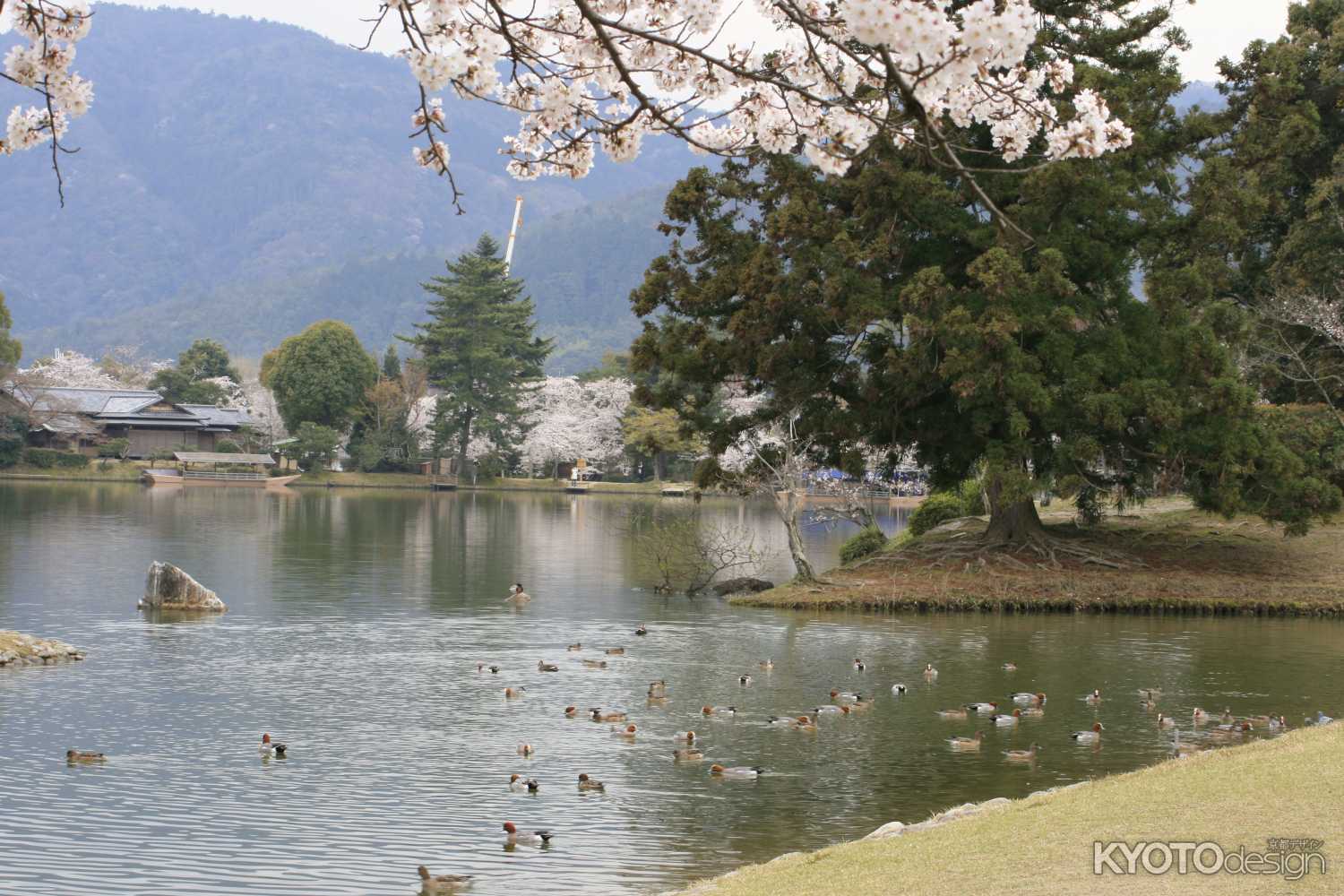 春の大沢池のカルガモ