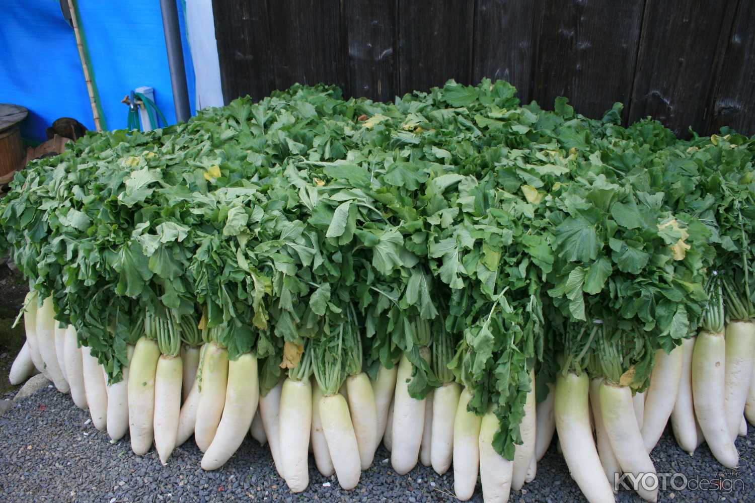 了徳寺　大根