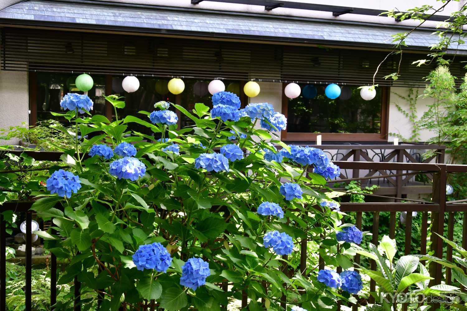 丸い提灯とアジサイ