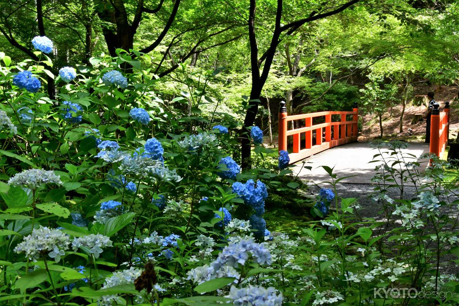 紫陽花苑から売炭翁石仏へ続く赤い欄干の橋
