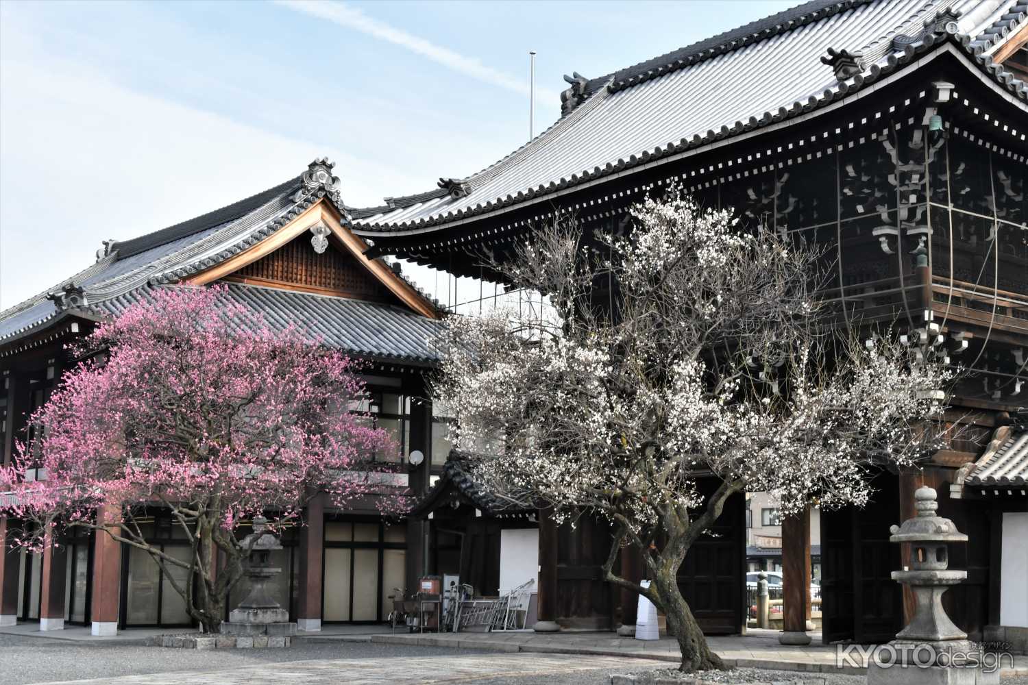 興正寺の紅白梅