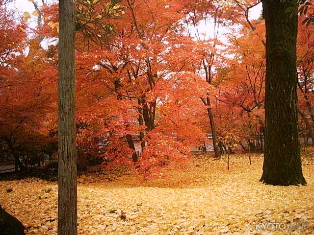 永観堂　黄色のじゅうたん